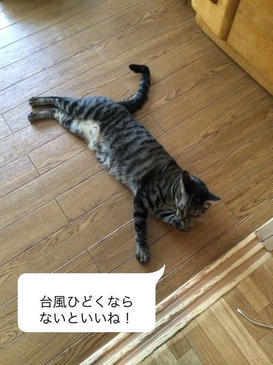 Evernote Camera Roll 20141013 150346.jpg